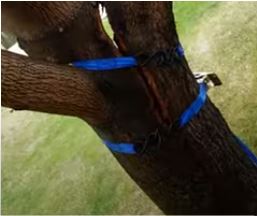 Quick video on repairing a tree with a split limb or branch